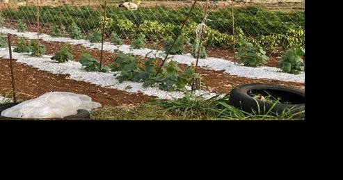 Håle'ta Farm: Finding culture in agriculture | Lifestyle - Vimarsana News