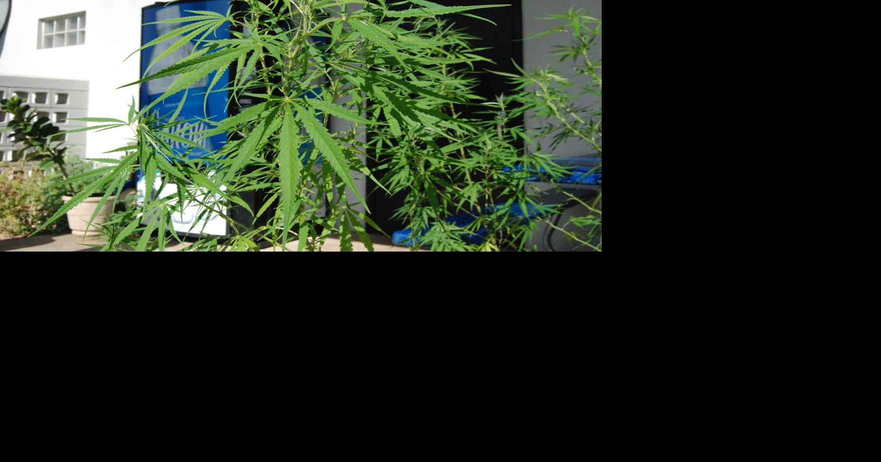 Public Health to host cannabis regulation summit on Jan. 29