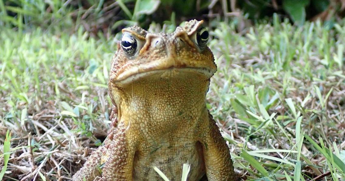 Start Small, Start Now: Do not kiss a cane toad, you may not survive the experience