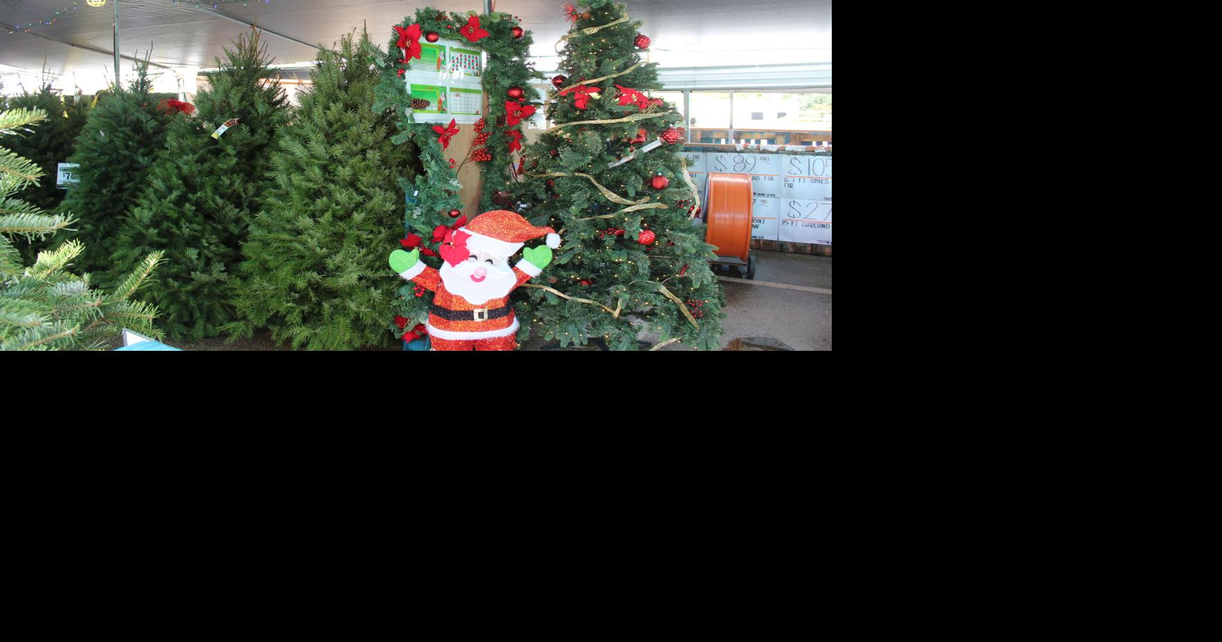 Water and maintain Christmas trees, take precautions with decorations, lights for safety News