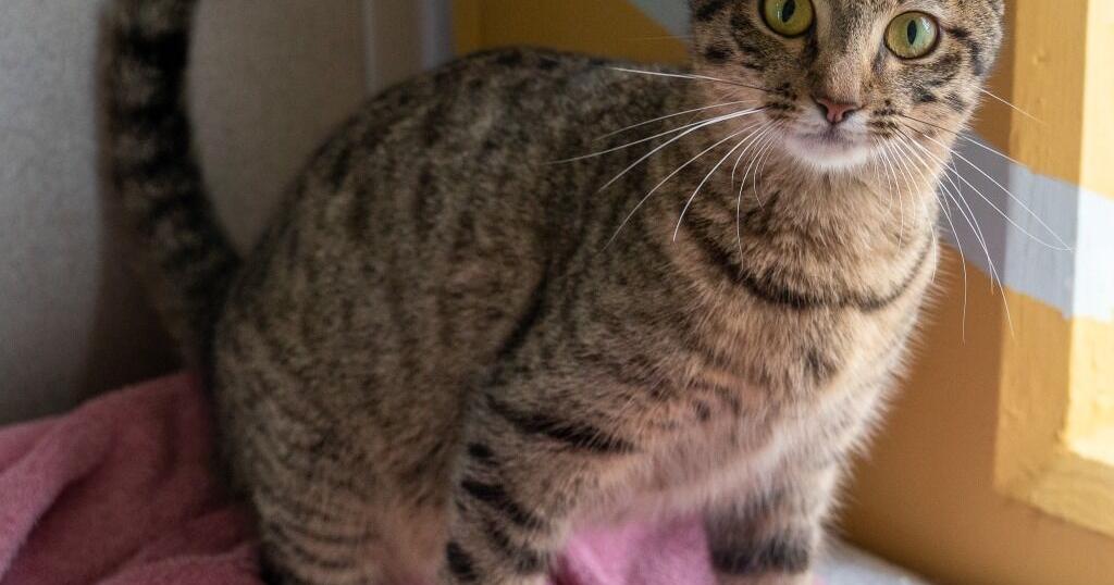 GAIN Pets of the Week - Vimarsana News