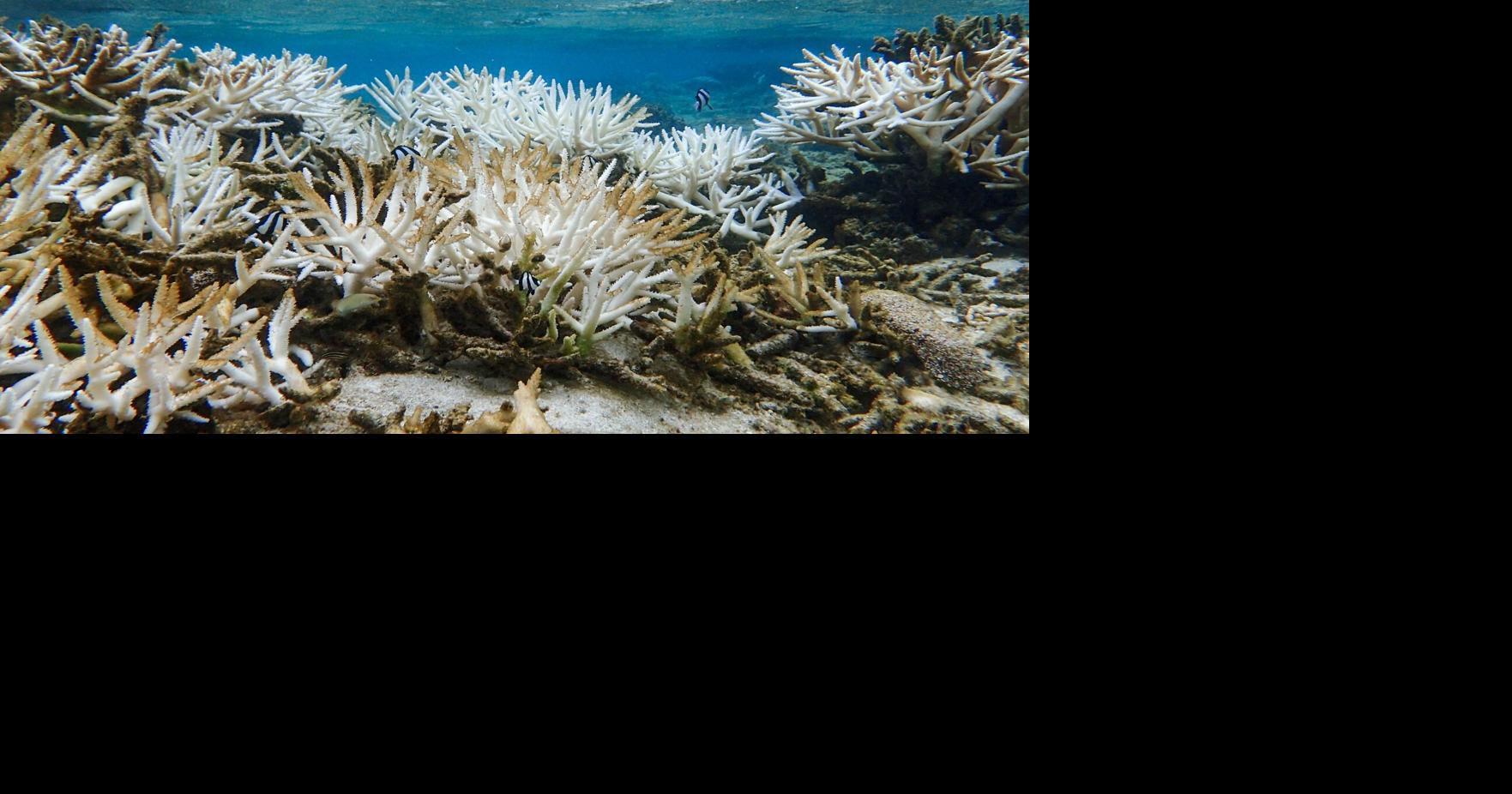 'We cannot afford to lose any more': UOG Marine Lab alumni warn federal changes could harm Guam's coral