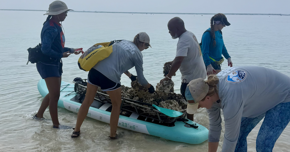 Guam Department of Agriculture saves hundreds of beached corals after Super Typhoon Sinlaku