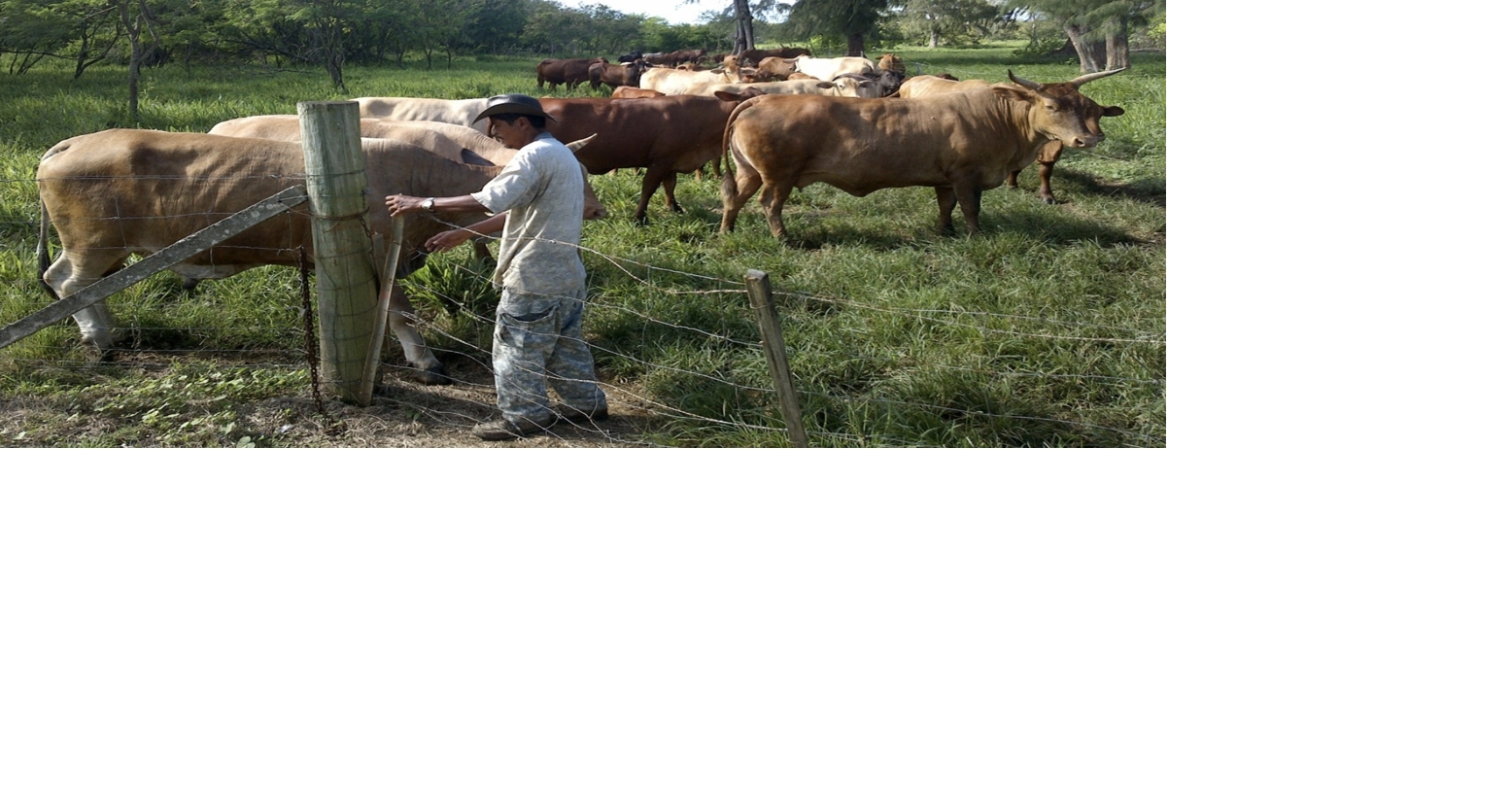 USDA features Tinian rancher in 'Fridays on the Farm' | Lifestyle ...