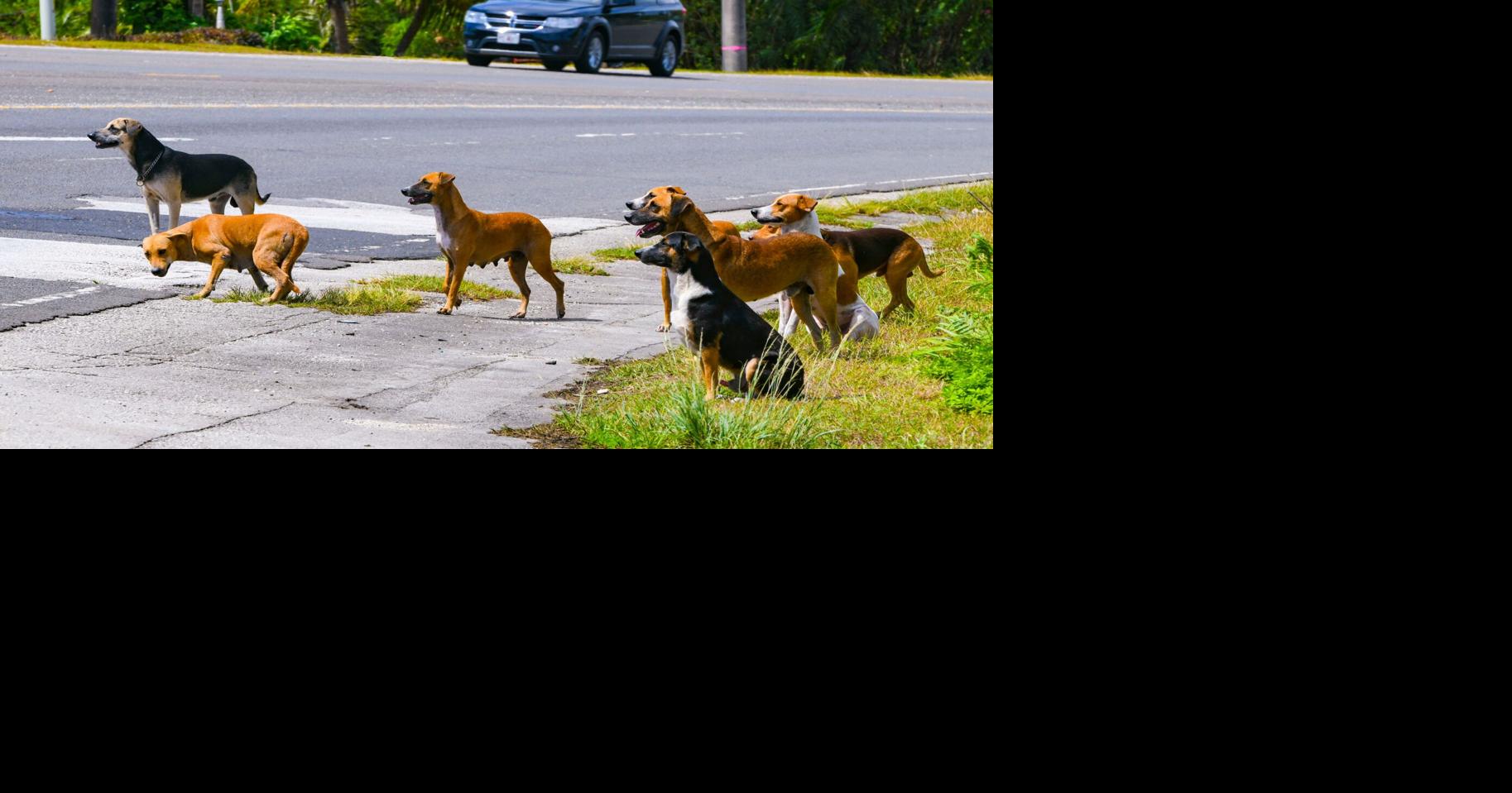 Guam's animal protection laws need to be enforced Lifestyle