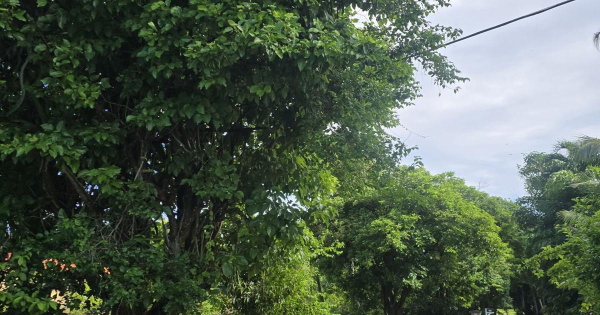 Anghedo Tree Stories Rooted in Nature: Åhgao tree, a neighborhood favorite ...
