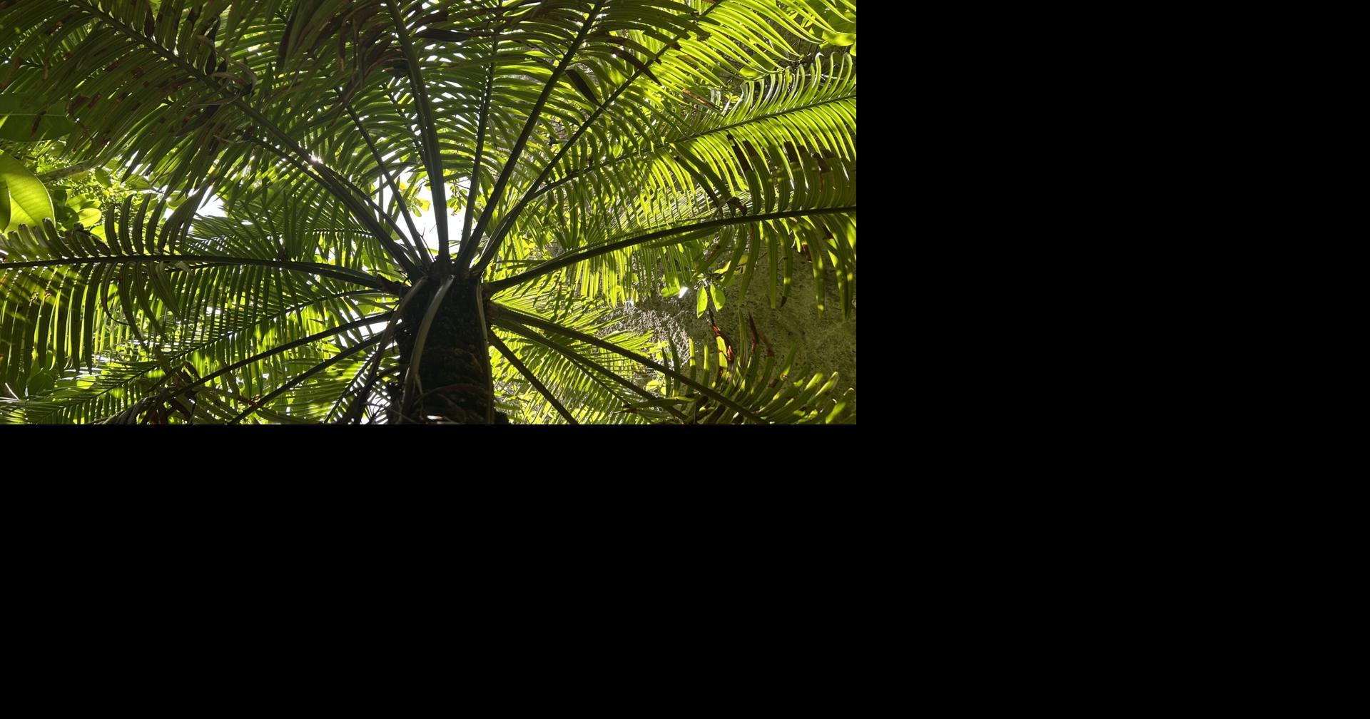 Start small, start now: Scientists with ties to Guam at the cutting edge of pollination research