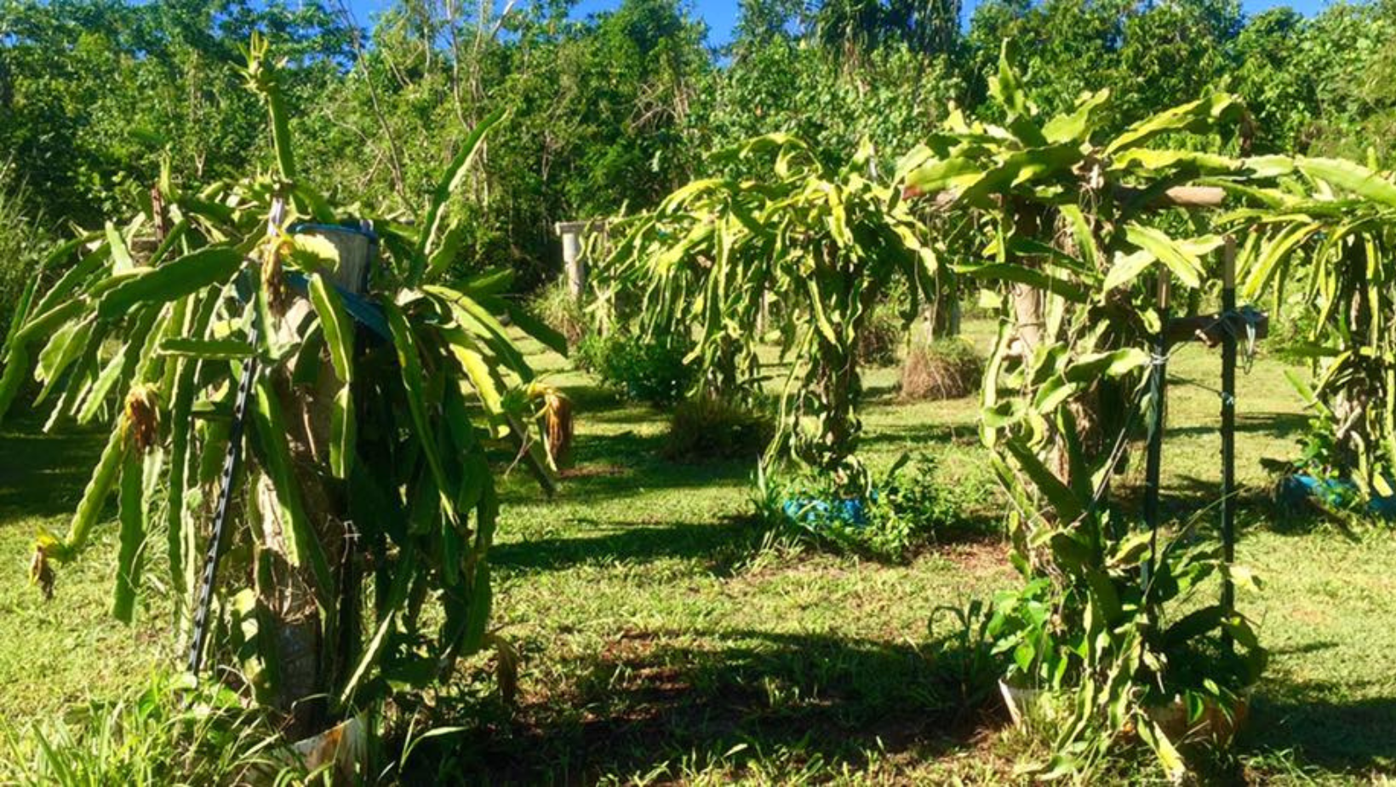 Tips for growing dragon fruit | Lifestyle | guampdn.com
