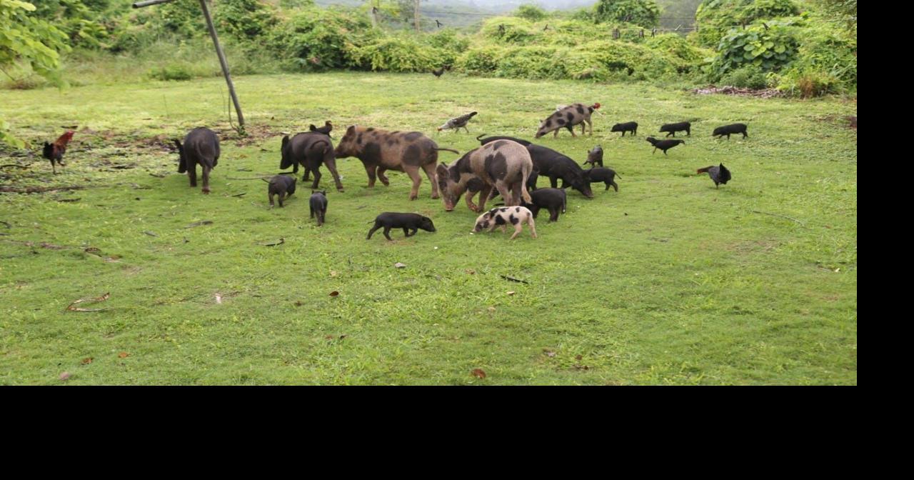Wild pigs for cooking? Guåhan Sustainable Culture helps train how to hunt, process meat