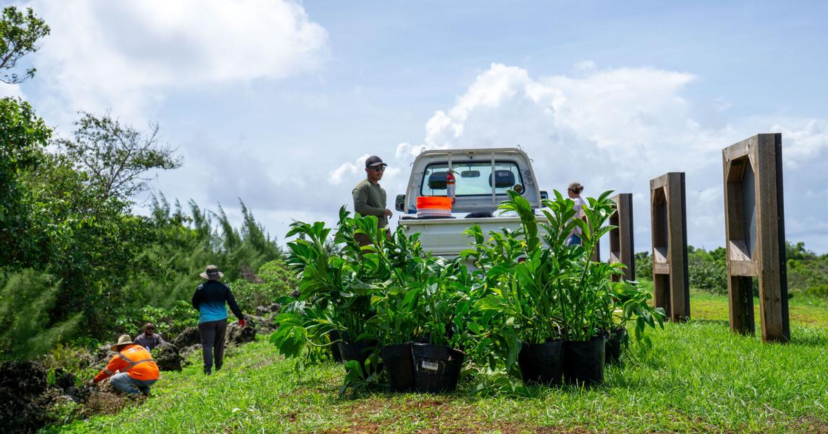 Marines plant trees for Mariana eight-spot butterfly at firing range