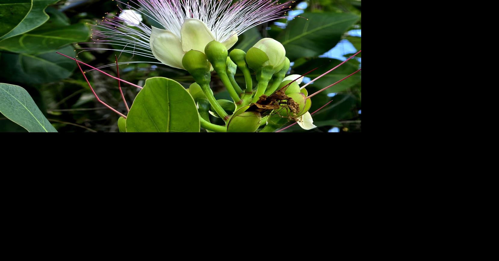Stories Rooted in Nature: After Sinlaku, flowers for our mothers
