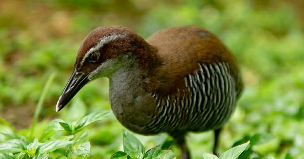 OPINION Biscoe Lee: Guam’s Ko’ko’ Weekend is triple win for people, planet, profit