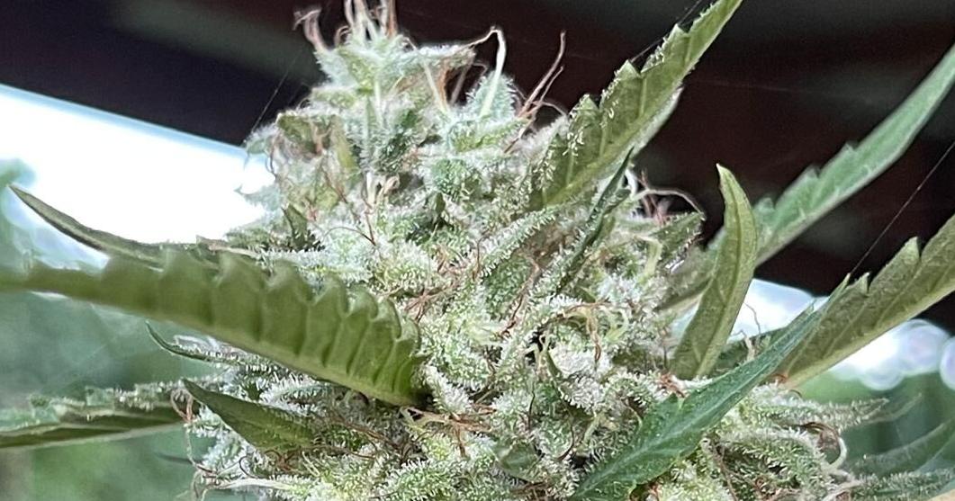 Cannabis Board could take action on applicants with no word back about expired credentials