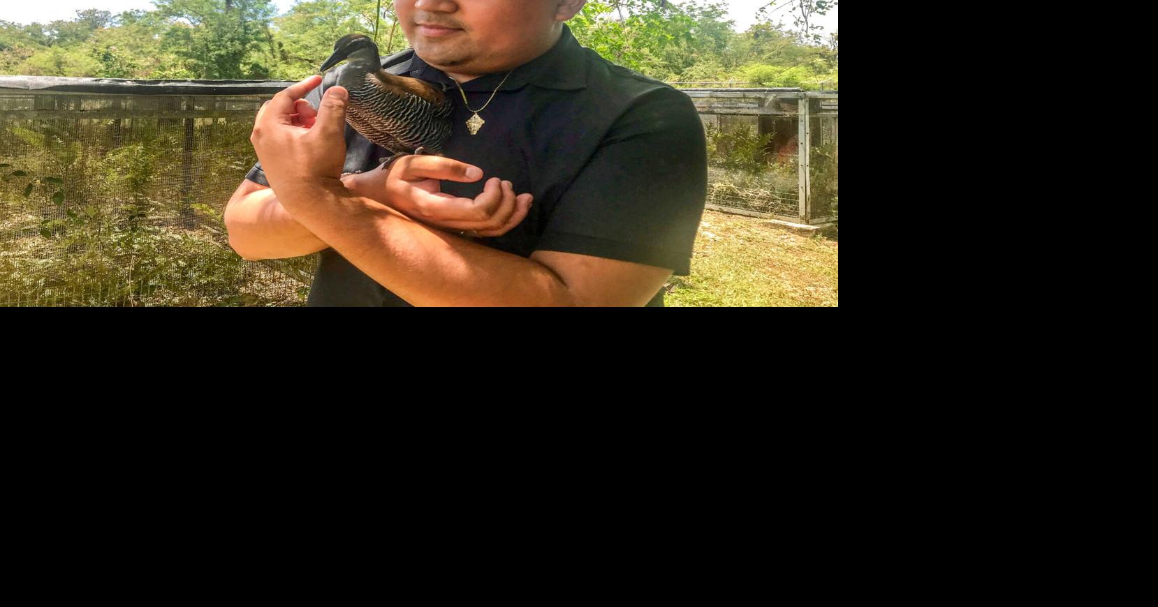Ko'ko' no longer extinct in the wild, thanks to 30 years of effort ...