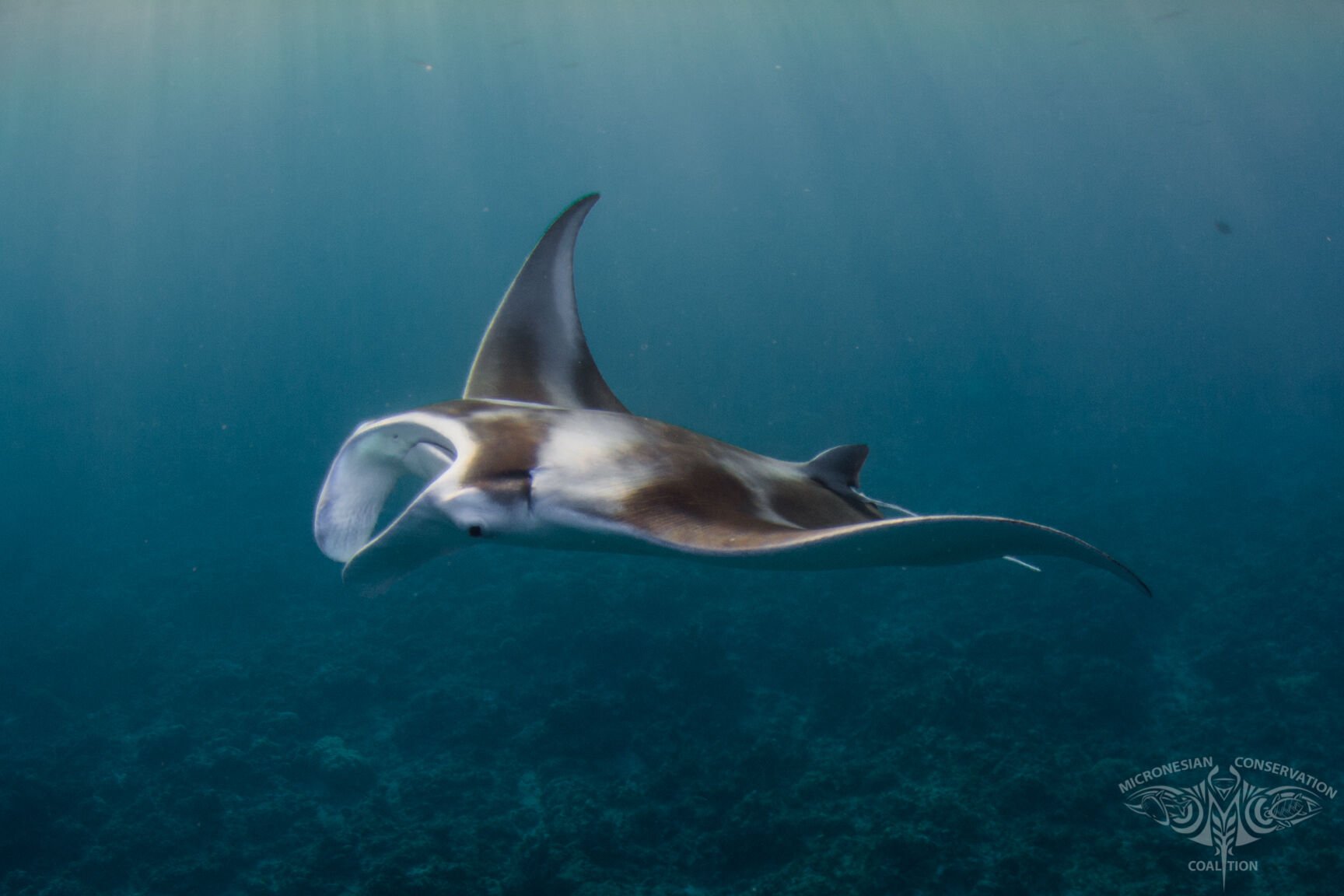 Guam Manta Ray Research Yields New Understanding Of Species | News ...