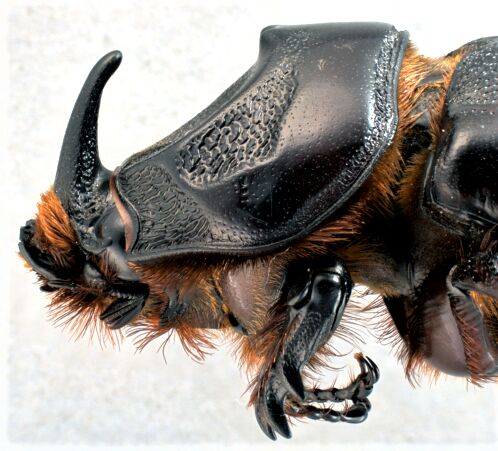 Coconut Rhinoceros beetle research on Guam leading toward control of