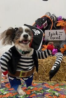 We asked, you delivered: Here's some of your best pet Halloween