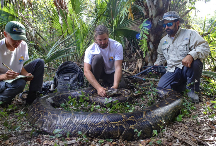 Brown tree snakes from Guam used in national study on 2 invasive ...