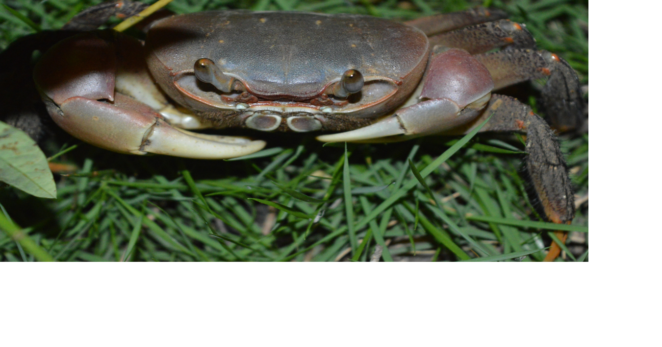 671 Guam Recipes Delectable crab recipes Lifestyle