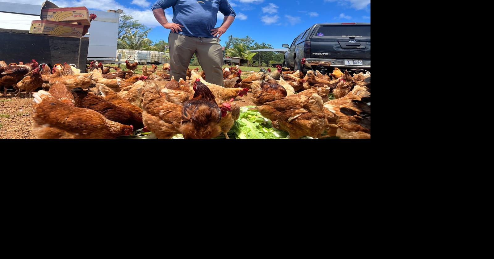 GPD: Poultry farmer arrested on suspicion of forging veterinarian clearance for chicken exports