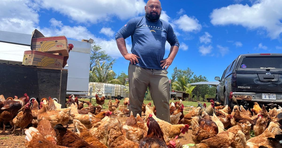 GPD: Poultry farmer arrested on suspicion of forging veterinarian clearance for chicken exports