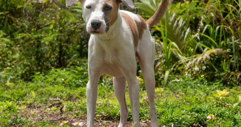 GAIN Pets of the Week - Vimarsana News