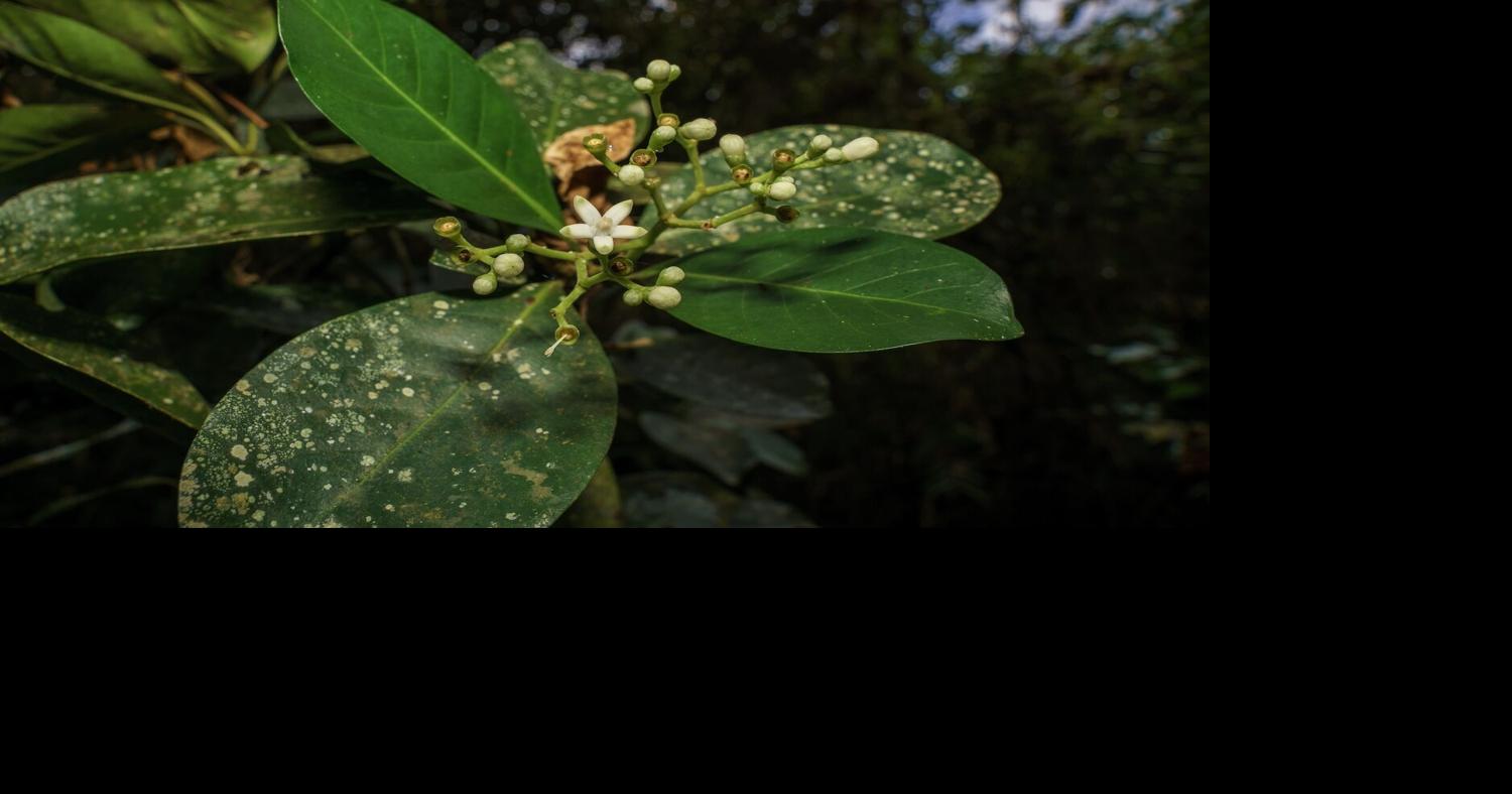 Start small, start now: Not quite megafauna