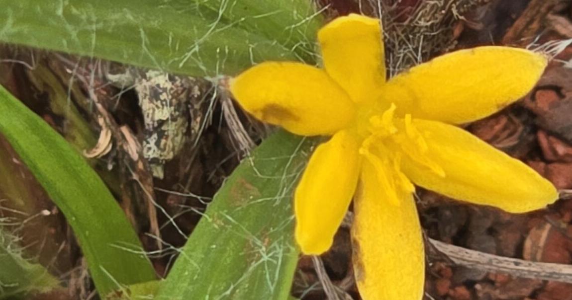 Stories rooted in nature: A tiny Christmas star from our southern savanna