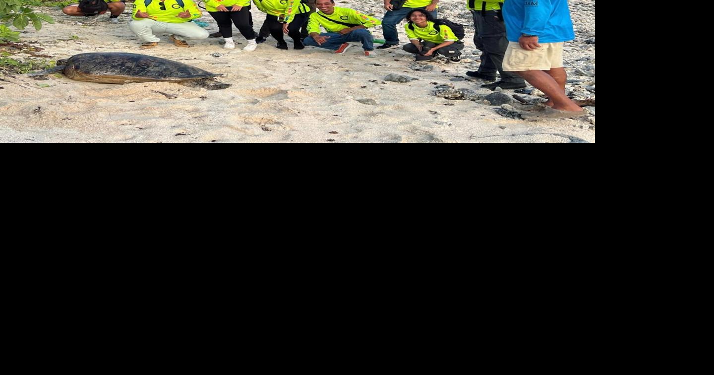 Sea turtle monitoring program gets some help from G3 conservation corps
