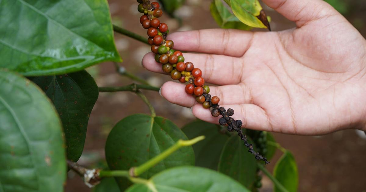 UOG forum on production of black pepper, 'king of spice,' on June 21