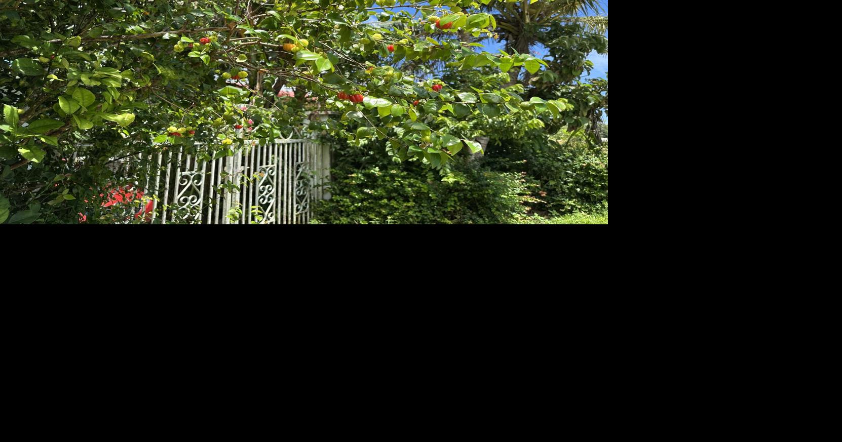 Tuesday workshop on how to grow Suriname cherry tree