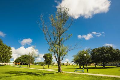 How you can help Guam's dying gagu