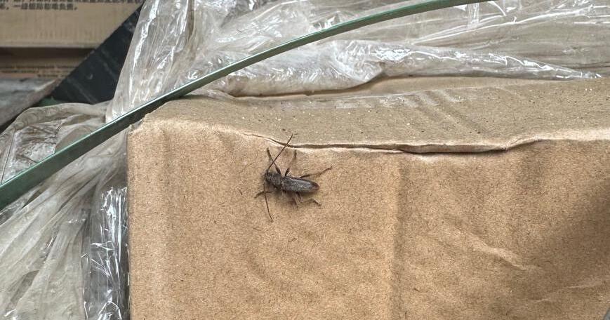 Customs officers find potentially invasive beetle in shipping container ...