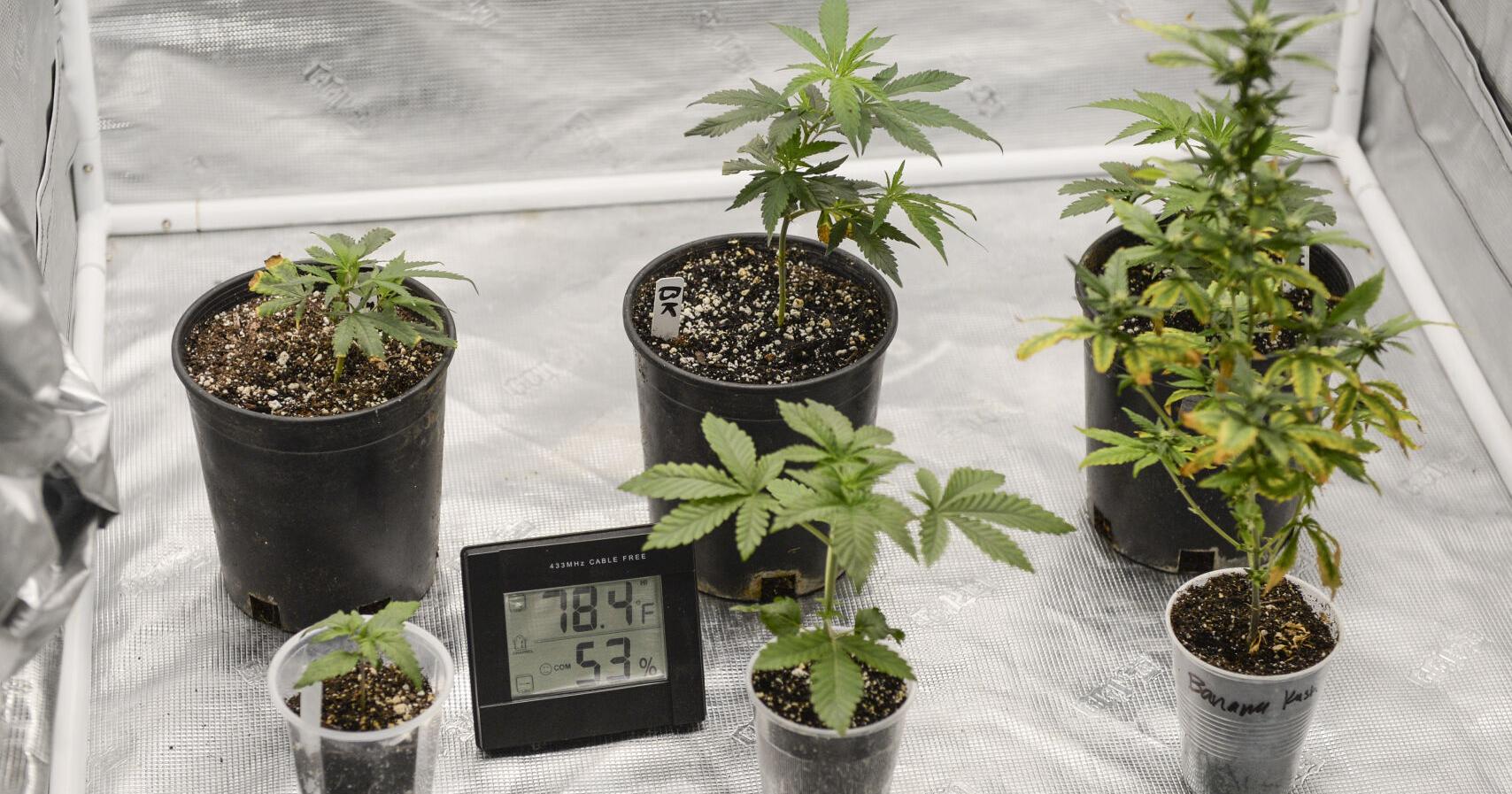 Board OKs 15th responsible cannabis official but no move on farm, testing lab - Vimarsana News