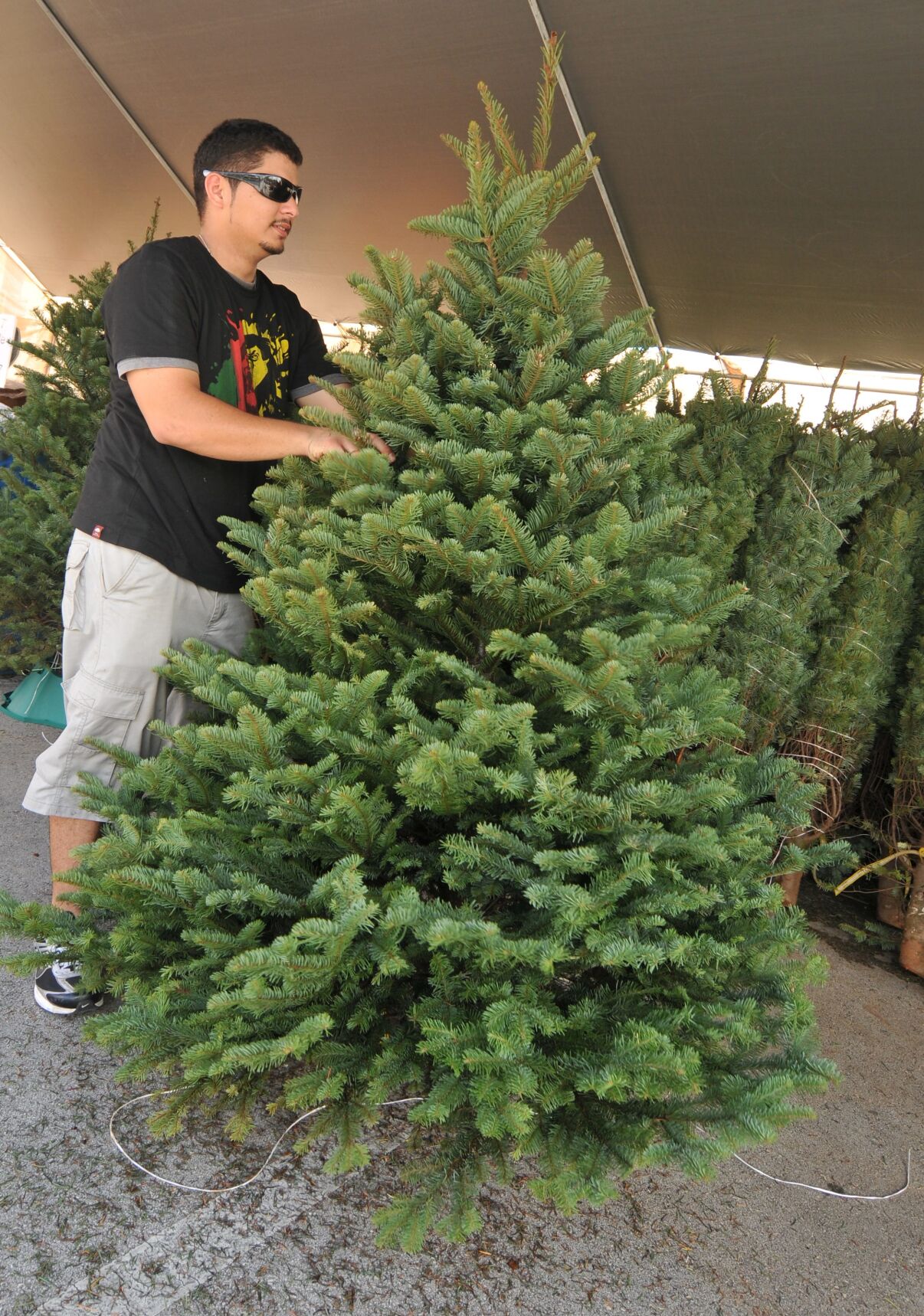 Fresh deals xmas trees