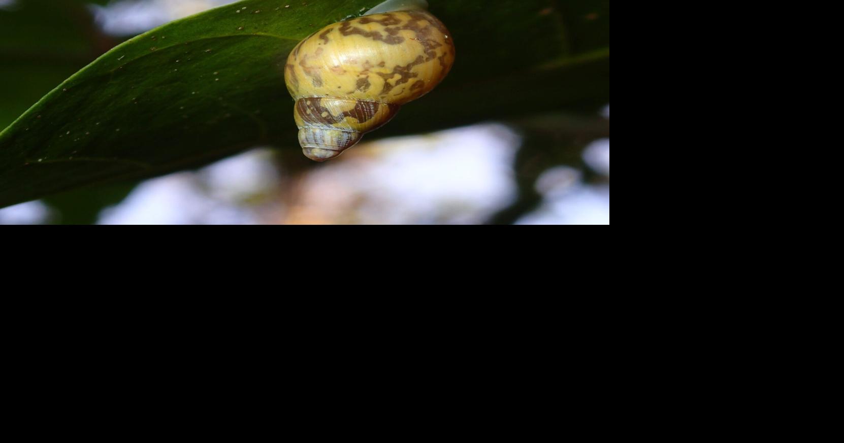 Start small, start now: Akaleha’—our forests’ living gems