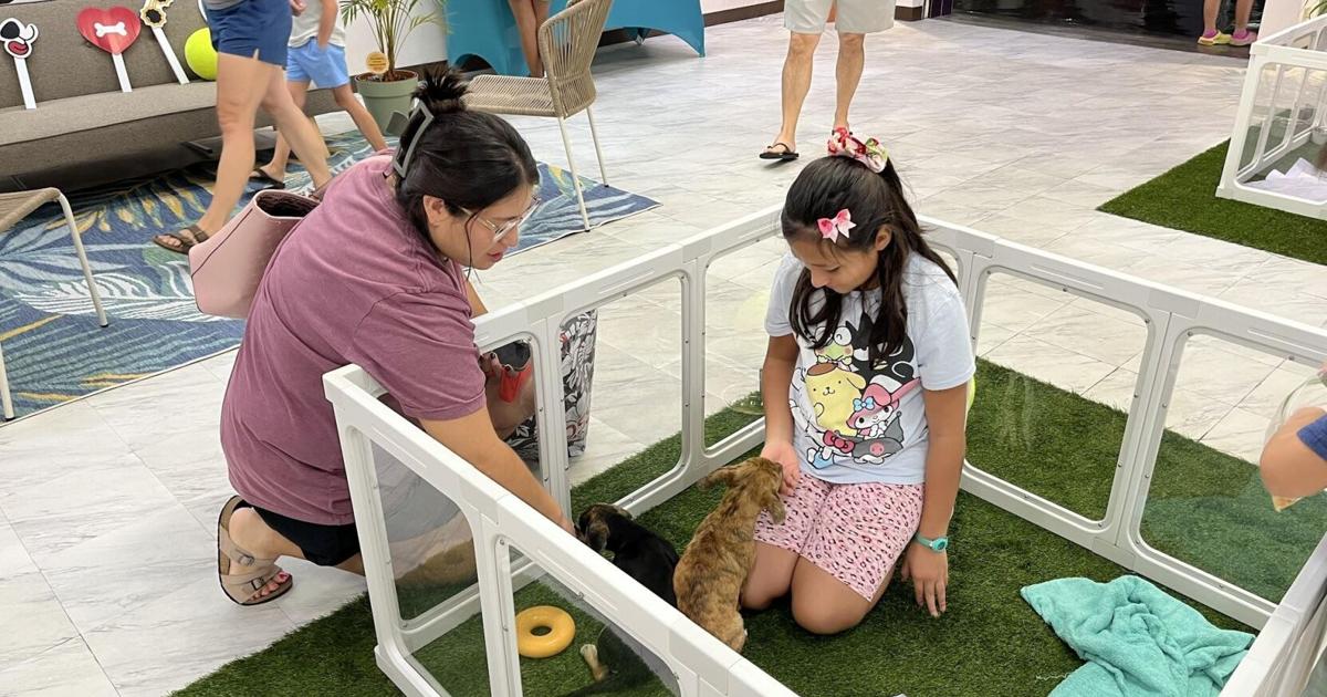 GAIN’s adoption center at GPO will be open every weekend in August for 'Clear the Shelters Month'