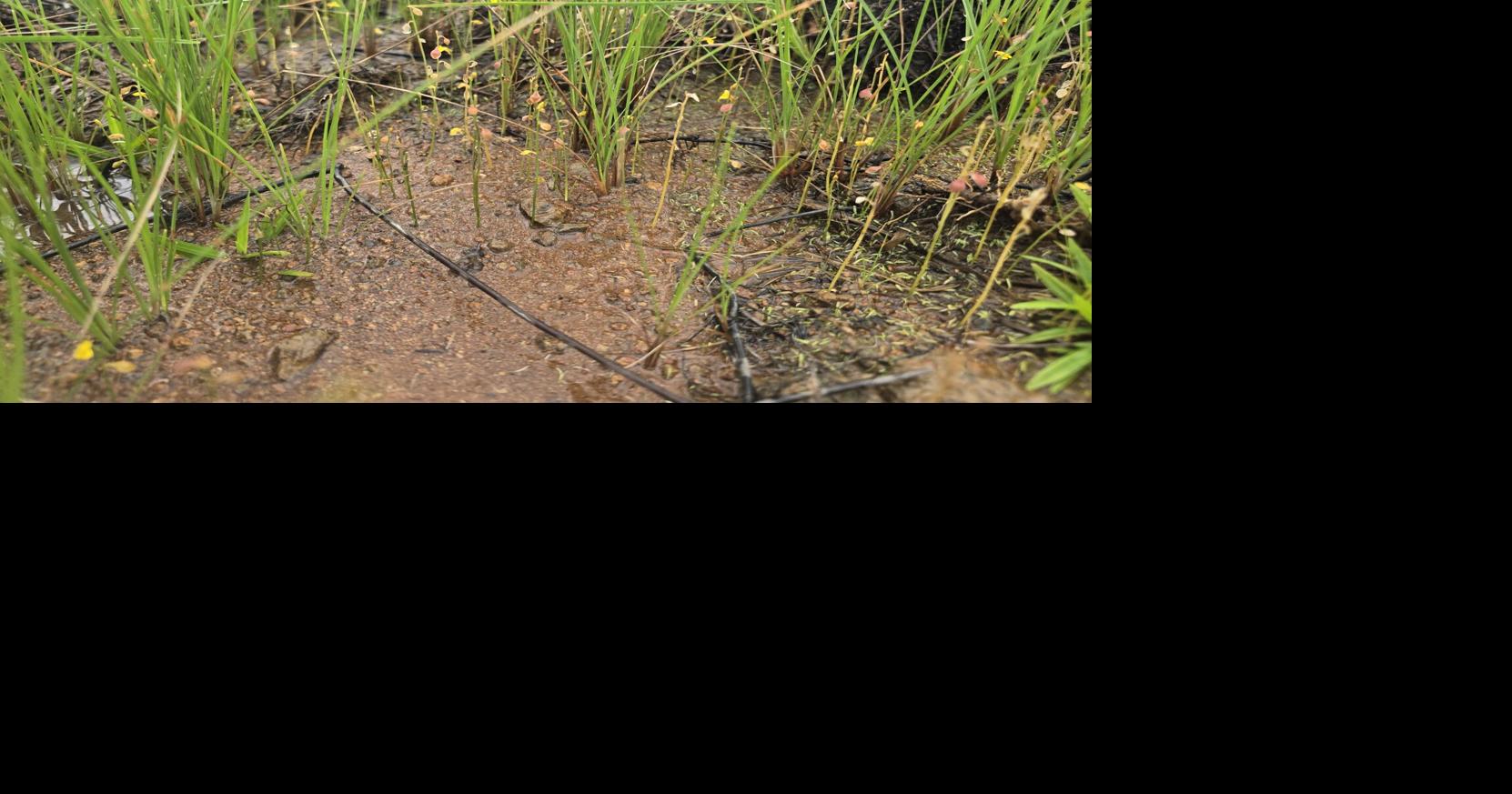 Stories Rooted in Nature: The tiny plant predator in Guam’s savanna