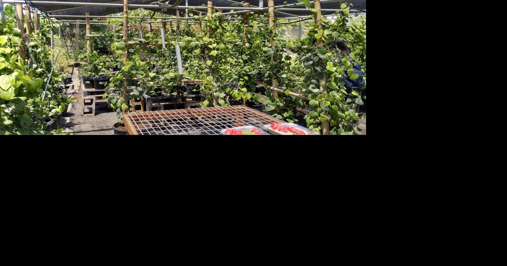 Expert: 'Great potential' for black pepper as Guam's export product
