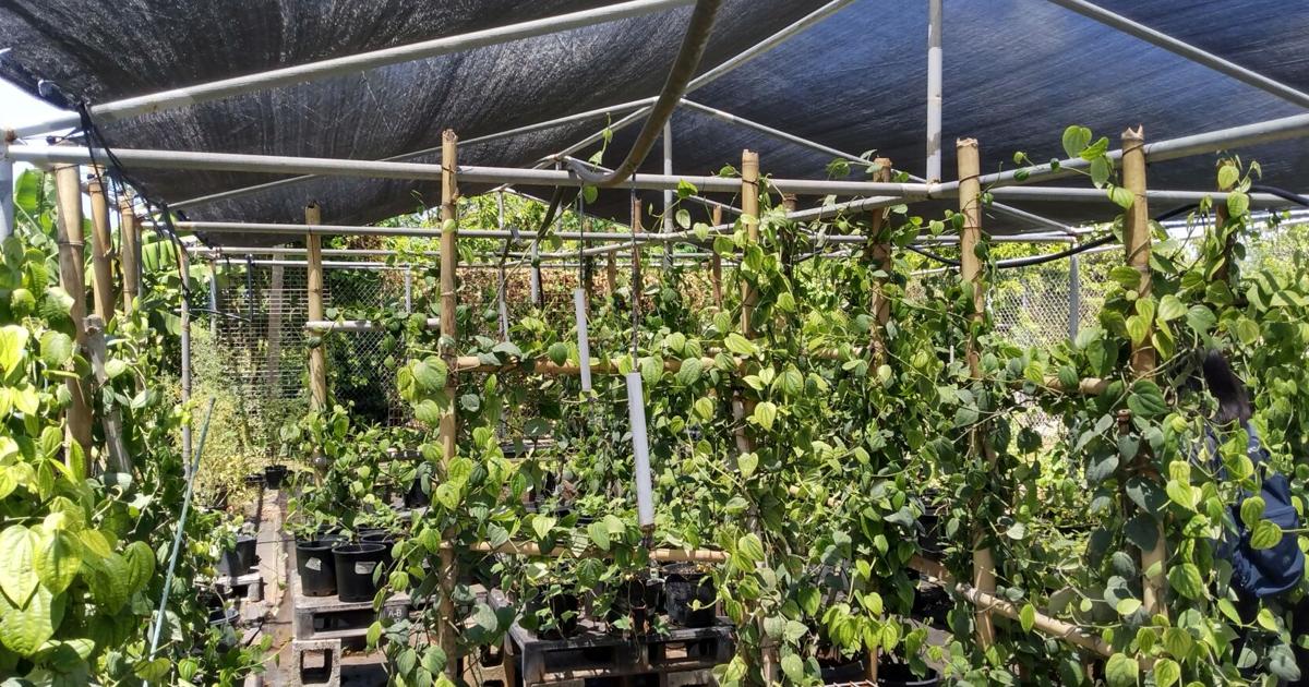Expert: 'Great potential' for black pepper as Guam's export product