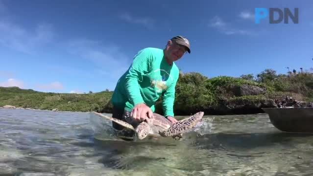 Guam Sunny Shark Leggings – Ocean Dreams Pacific