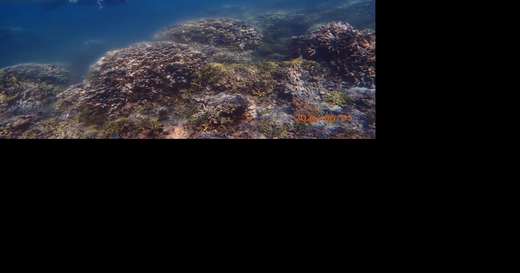 Start Small, Start Now: Just like the corals do