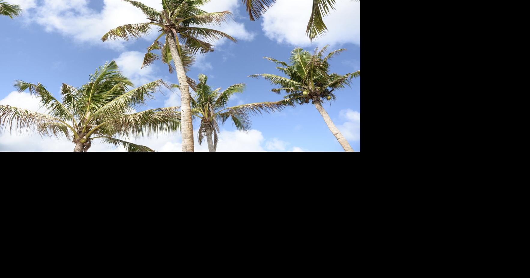 Photo of the Week Coconut trees Lifestyle