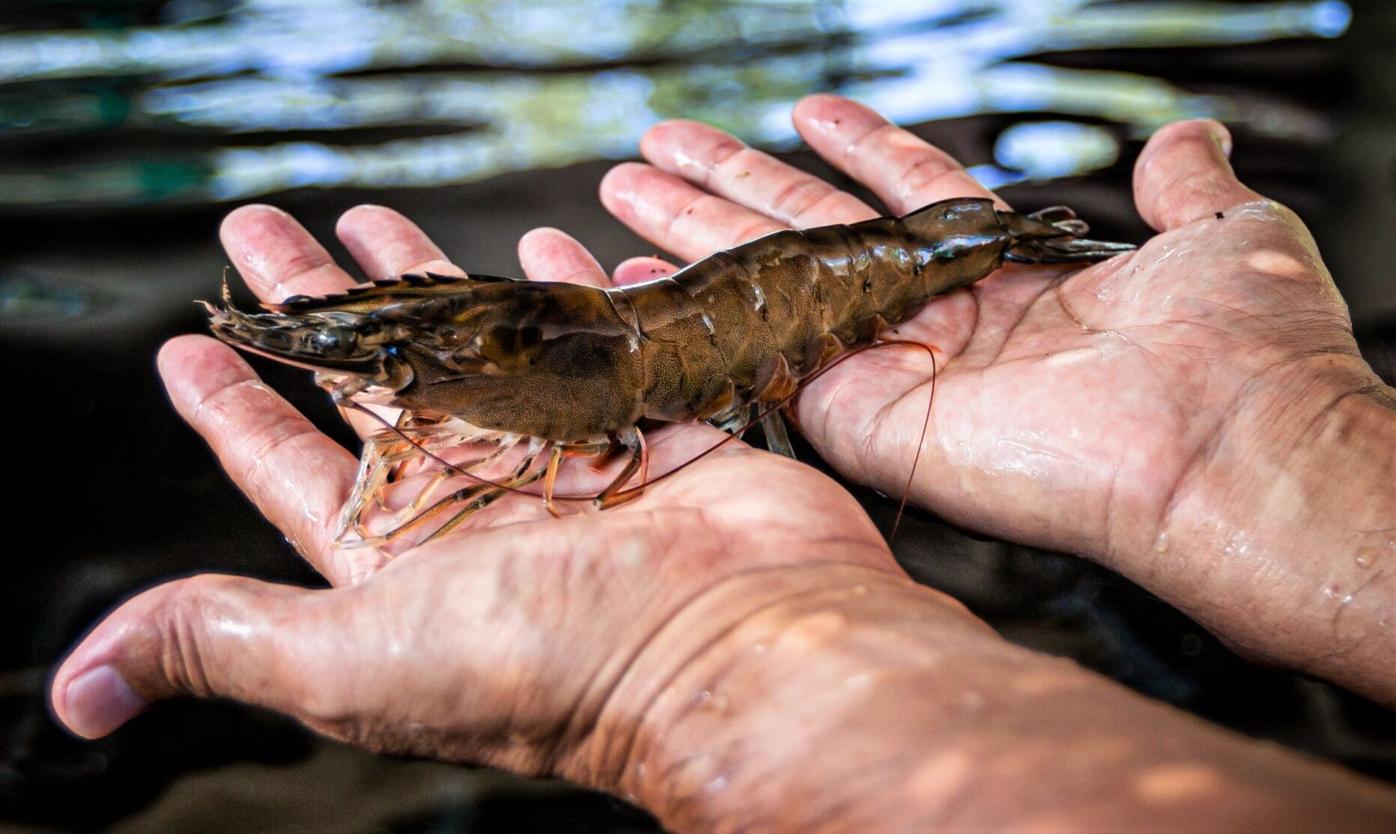 Uog Program Provides Shrimp Prawns And Tilapia To Island Lifestyle Guampdn Com
