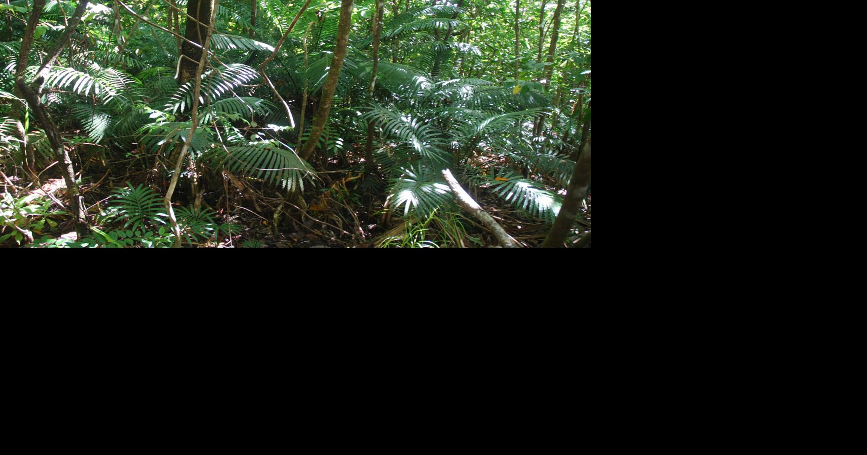 Start Small, Start Now: Scientists share unique genetics of local fadang