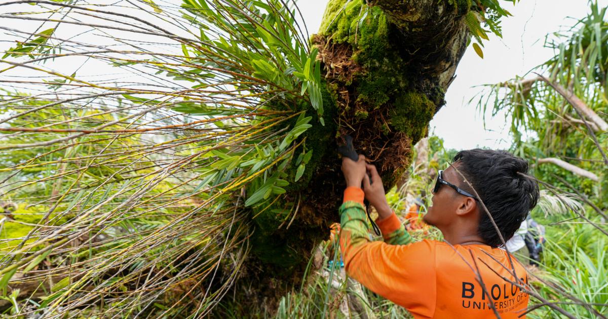 Stories Rooted in Nature: A successful orchid rescue