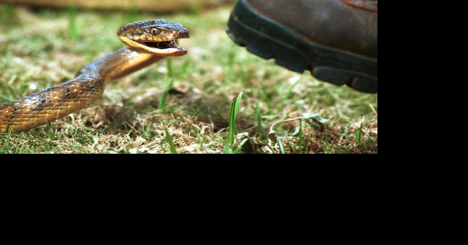 Snake found on ship coming to Guam | News | guampdn.com