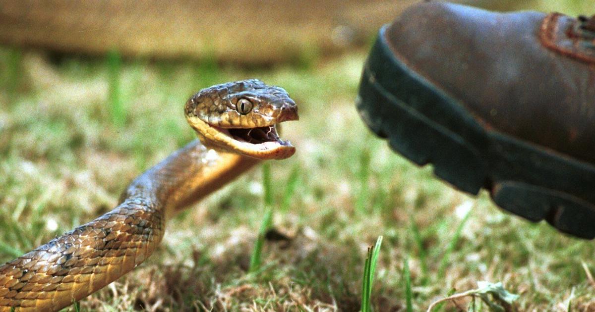 Guam Ratsnake Snake found on ship coming to Guam | News | guampdn.com