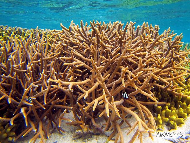 The impacts of climate change and land use on coral reefs. Orange
