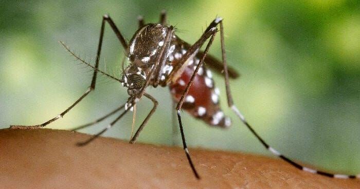 Fight the bite: DPHSS urges '3Ds' as Guam joins National Mosquito Control Awareness Week